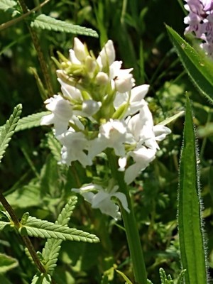 photo of Common Spotted Orchid