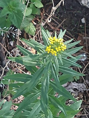 photo of Treacle Mustard