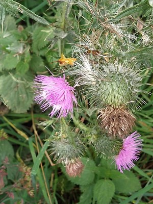 photo of Spear Thistle