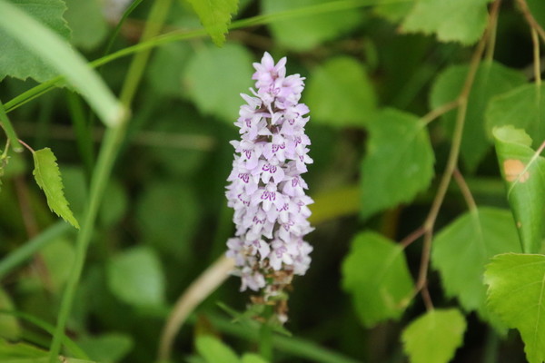 photo of Common Spotted Orchid