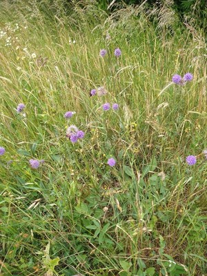 photo of Devil's Bit Scabious