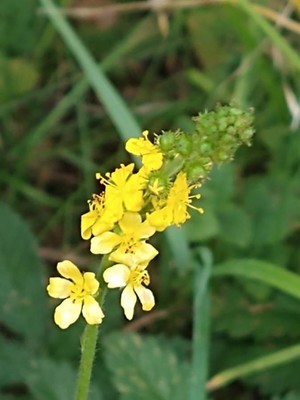 photo of Agrimony