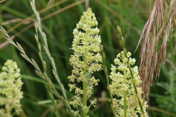 photo of Wild Mignonette