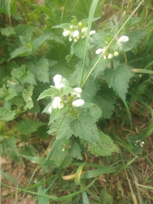 photo of White Dead Nettle