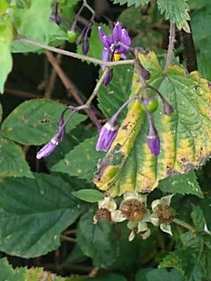 photo of Bittersweet