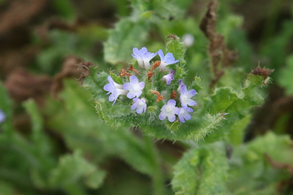 photo of Bugloss