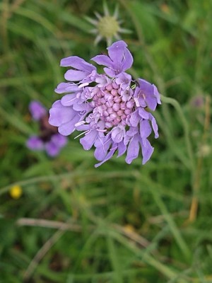 photo of Small Scabious
