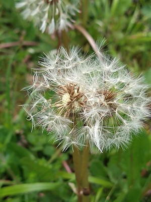 photo of Dandelion