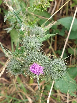 photo of Spear Thistle