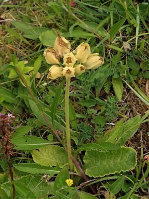 photo of Cowslip