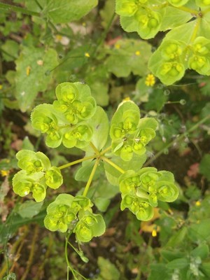 photo of Sun Spurge