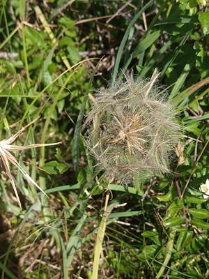 photo of Goat's Beard