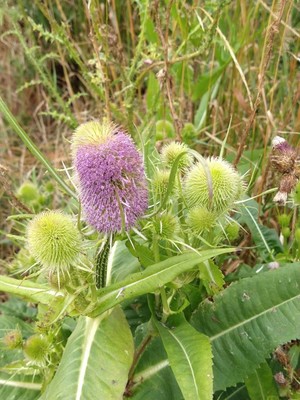 photo of Teasel