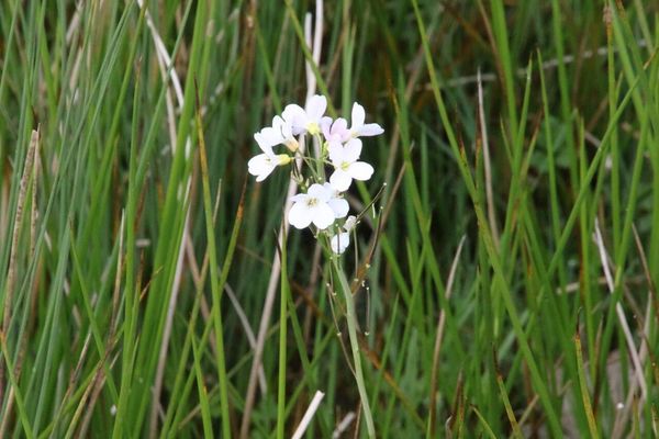 photo of Cuckoo Flower