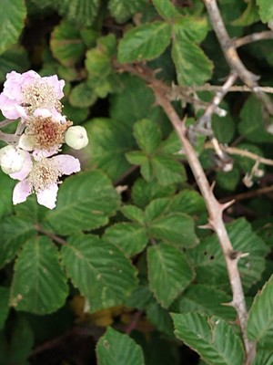 photo of Elm Leaved Bramble