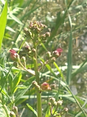 photo of Water Figwort