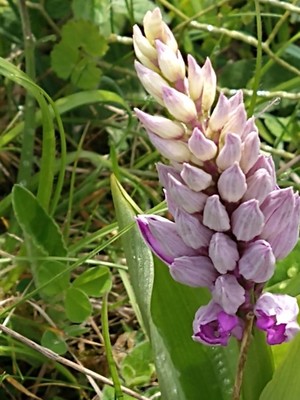 photo of Military Orchid