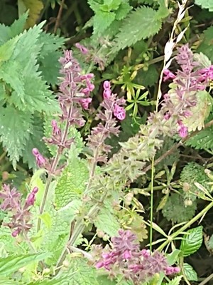 photo of Hedge Woundwort
