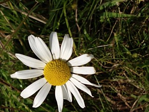 photo of Daisy