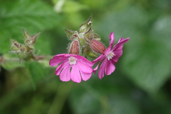 photo of Red Campion
