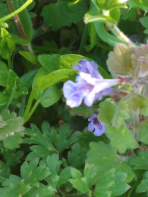 photo of Ground Ivy