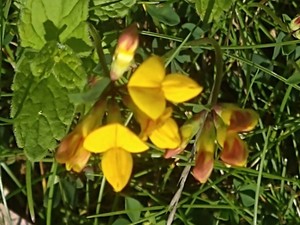 photo of Bird's Foot Trefoil