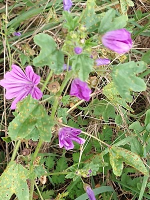 photo of Common Mallow