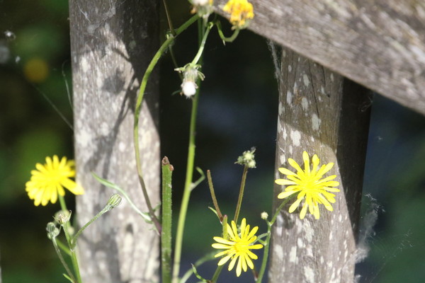 photo of Rough Hawk's Beard