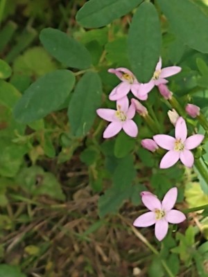 photo of Common Centaury
