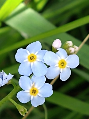 photo of Water Forget Me Not