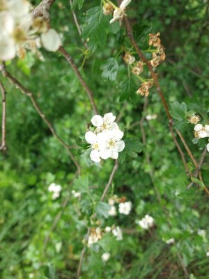 photo of Hawthorn