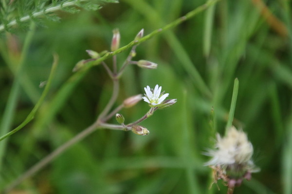 photo of Common Mouse Ear