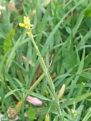 photo of Hedge Mustard
