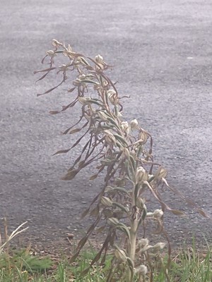 photo of Lizard Orchid