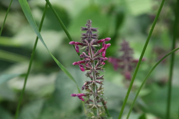 photo of Hedge Woundwort