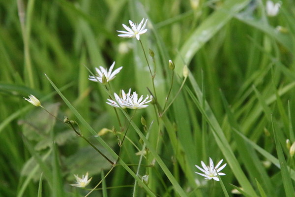 photo of Lesser Stitchwort