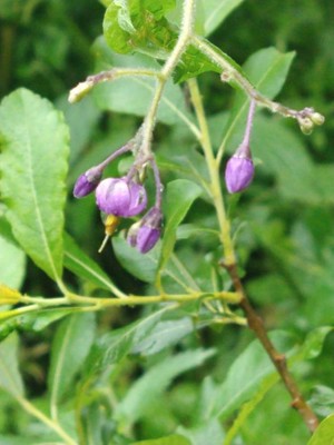 photo of Bittersweet