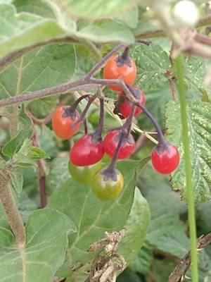 photo of Bittersweet