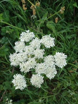 photo of Hogweed