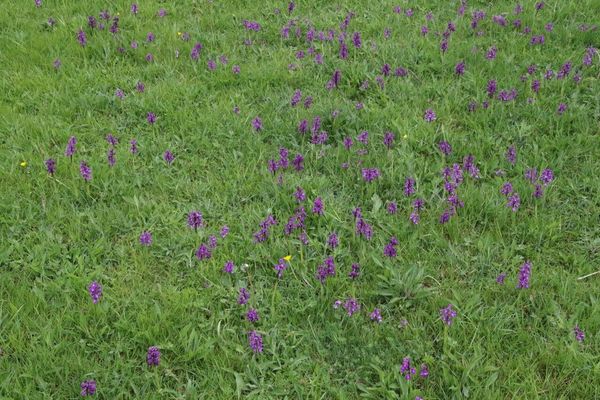 photo of Green Winged Orchid