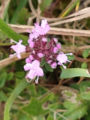 photo of Wild Marjoram