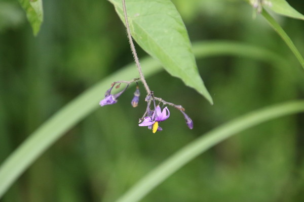 photo of Bittersweet