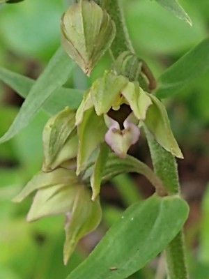 photo of Broad Leaved Helleborine