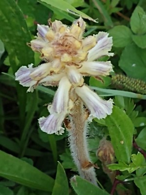photo of Common Broomrape