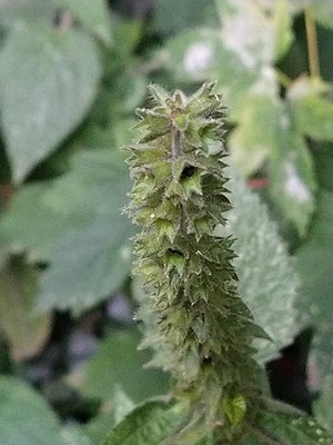 photo of Hedge Woundwort