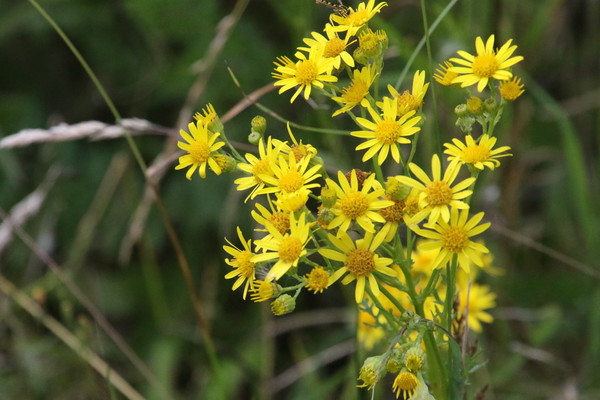 photo of Ragwort