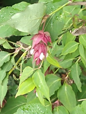 photo of Himalayan Honeysuckle