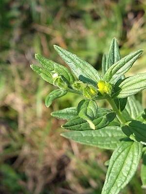 photo of Common Gromwell