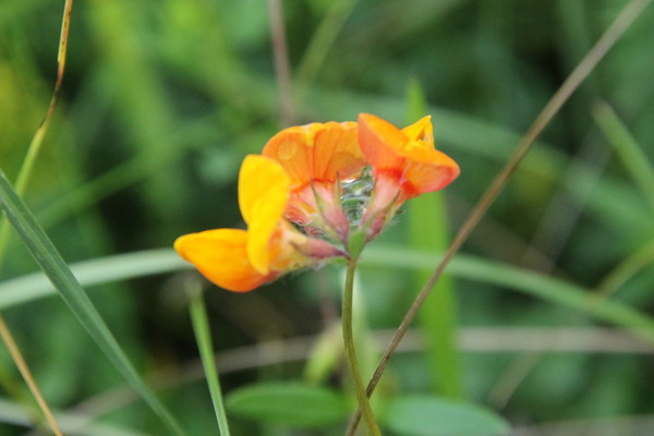 photo of Bird's Foot Trefoil