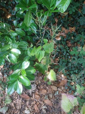photo of Garlic Mustard
